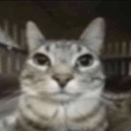 A close-up, low-resolution image of a grey tabby cat looking directly at the camera with wide eyes.